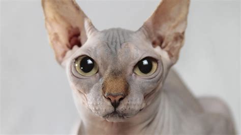 Sphynx – Wikipedia